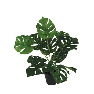 45 cm Monstera Plant Green 45 cm